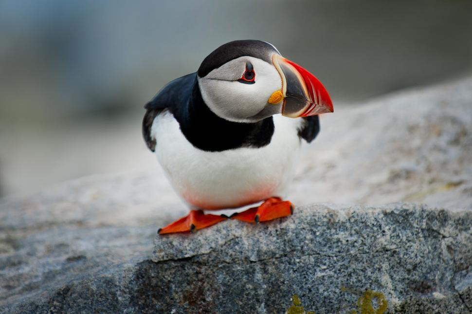 Free Image of Black and White Bird Perched on Rock 