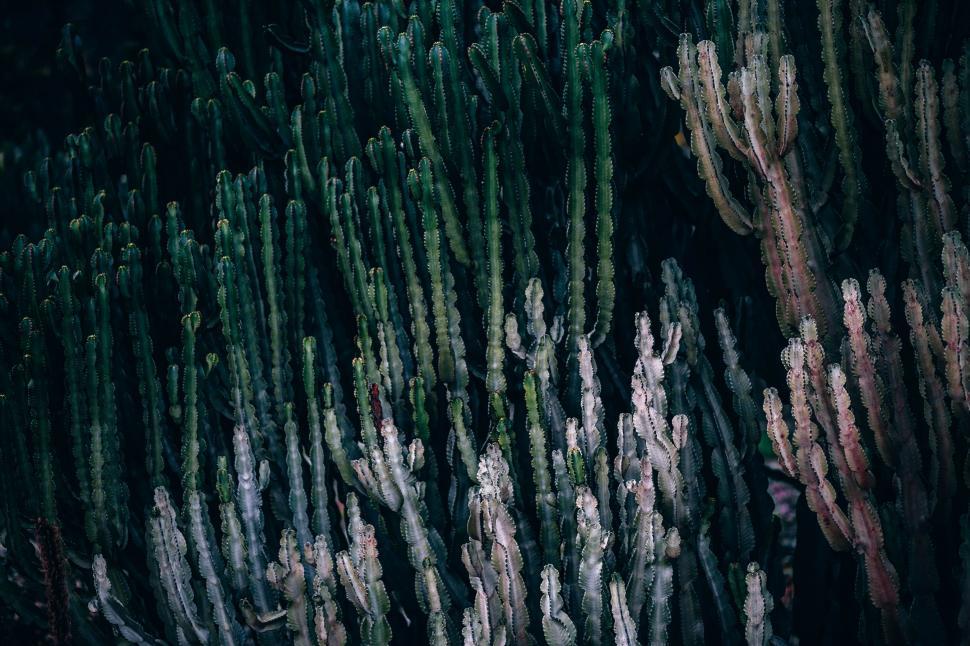 Free Image of Cluster of Cactus Plants Growing 