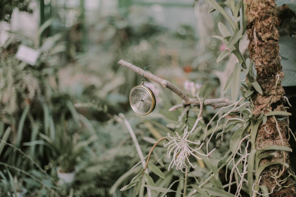 Free Image of Close Up of Tree in Forest 