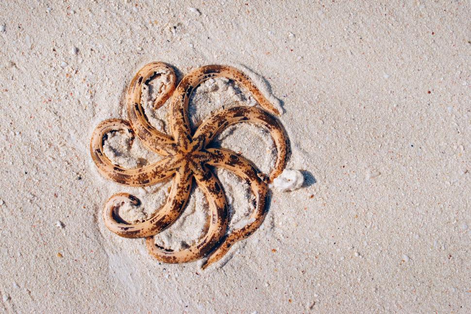 Free Image of Brown and Black Snake Slithering on Sand and Water 