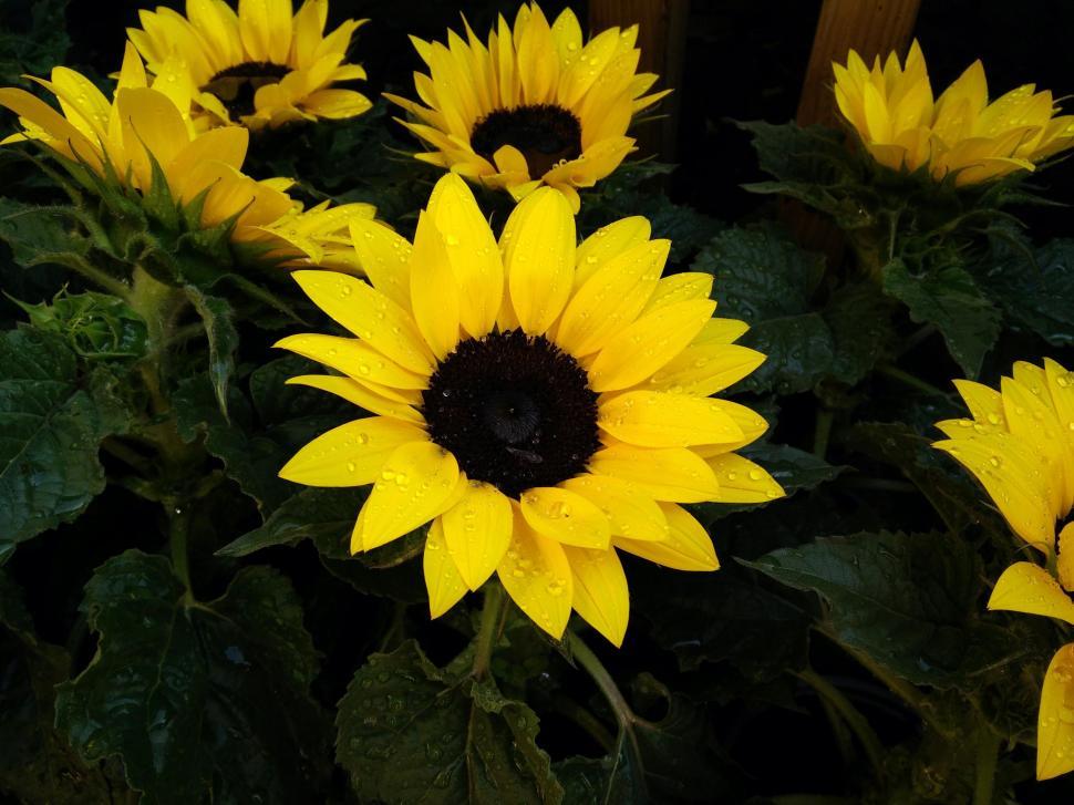 Free Image of A Field of Yellow Sunflowers 