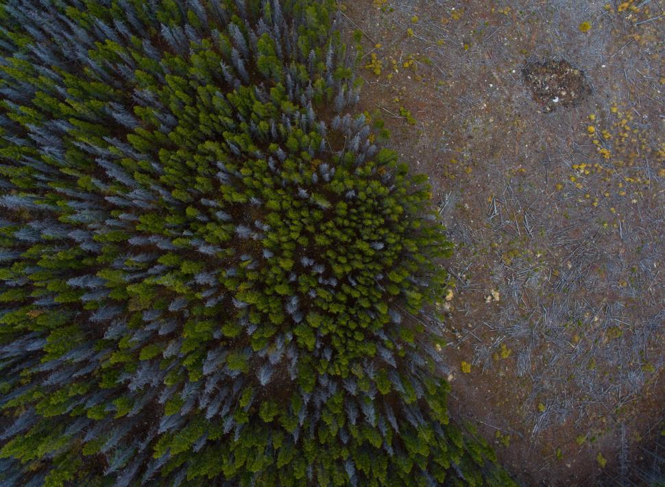 Free Image of A Birds Eye View of a Tree and a Rock 