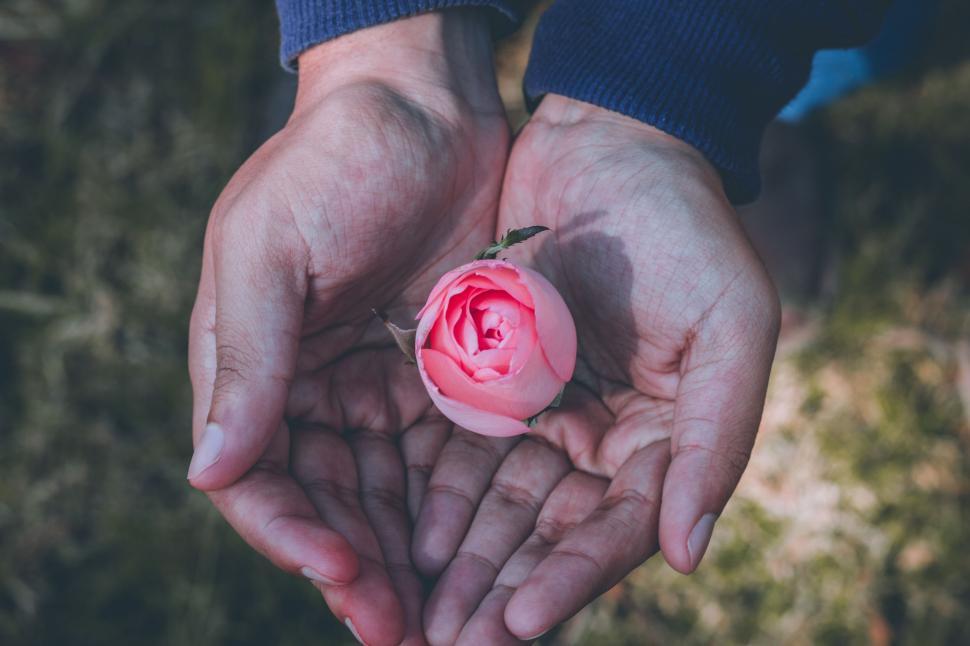 Free Image of Person Holding Flower in Hands 