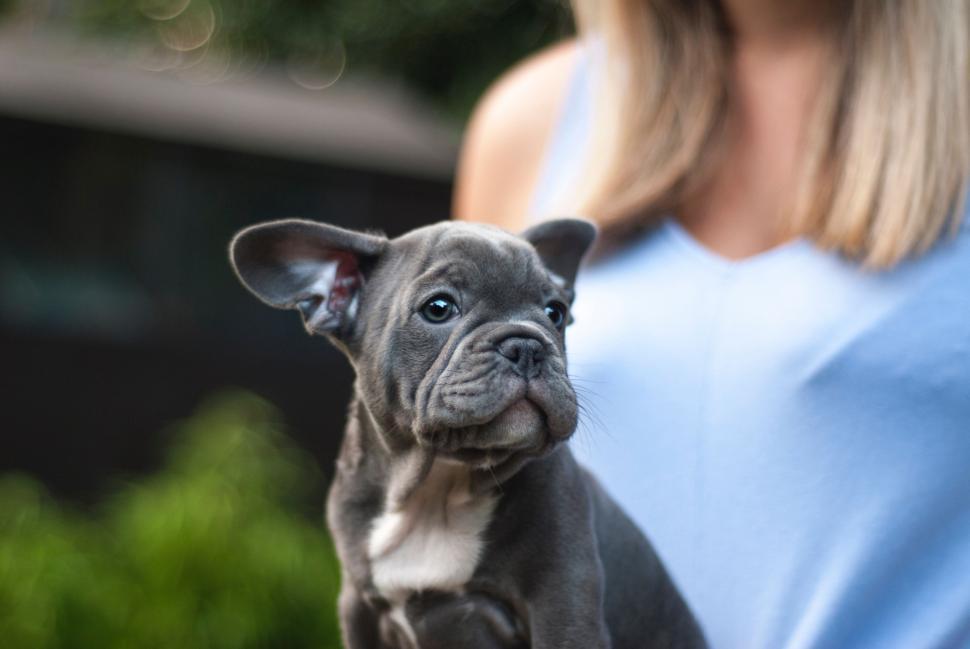 Free Image of Woman Holding Small Black and White Dog 