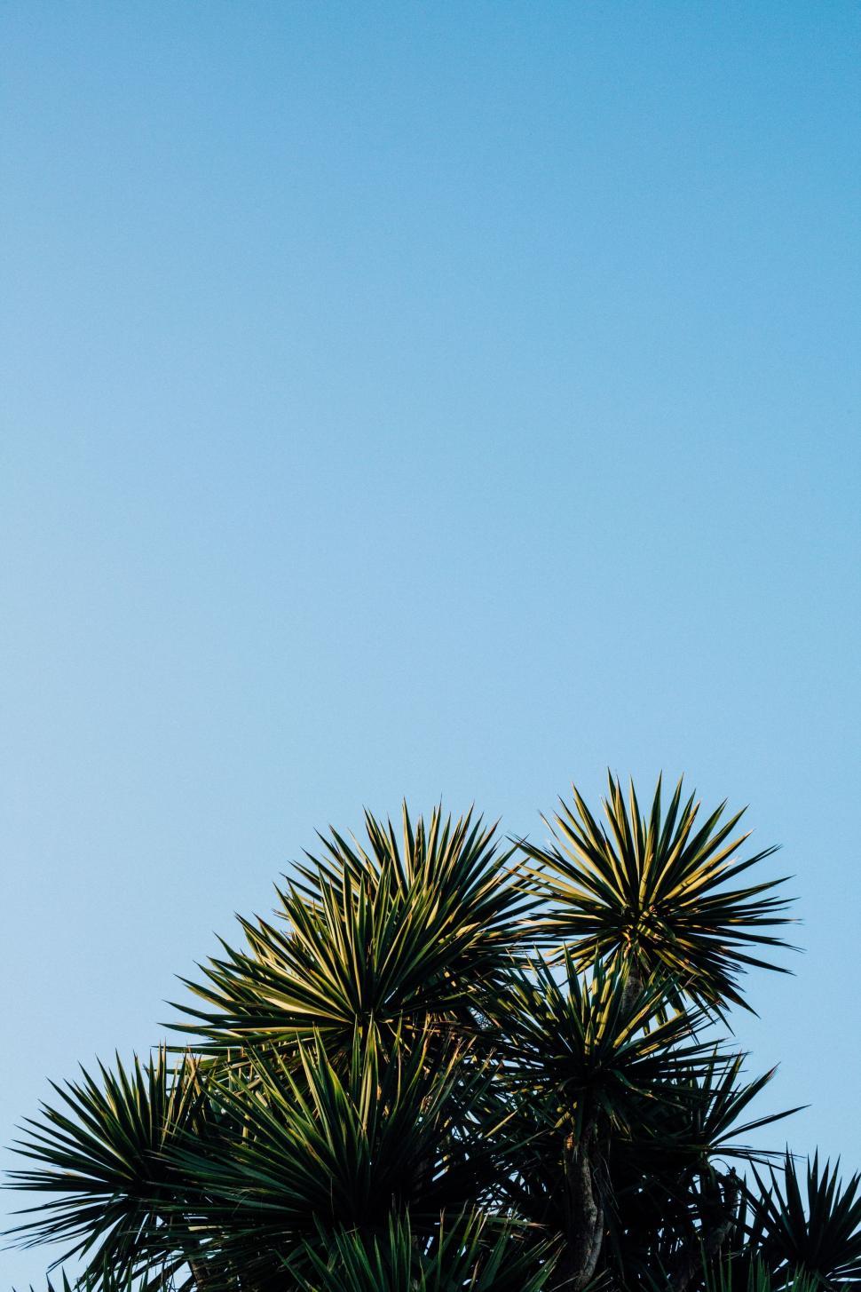 Free Image of Plane Flying Over Palm Tree in the Sky 