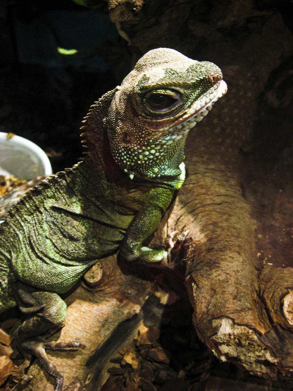 Free Image of Green lizard 
