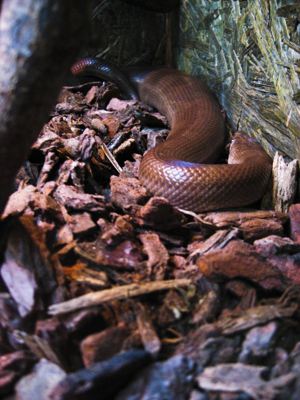 Free Image of snake 