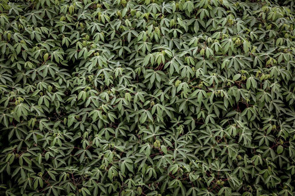 Free Image of Large Group of Green Leaves on a Tree 