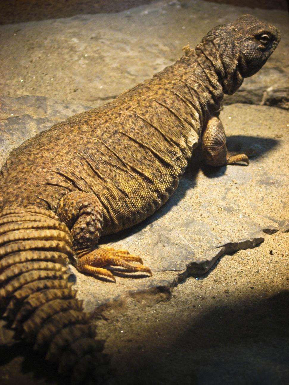 Free Image of Big lizard 