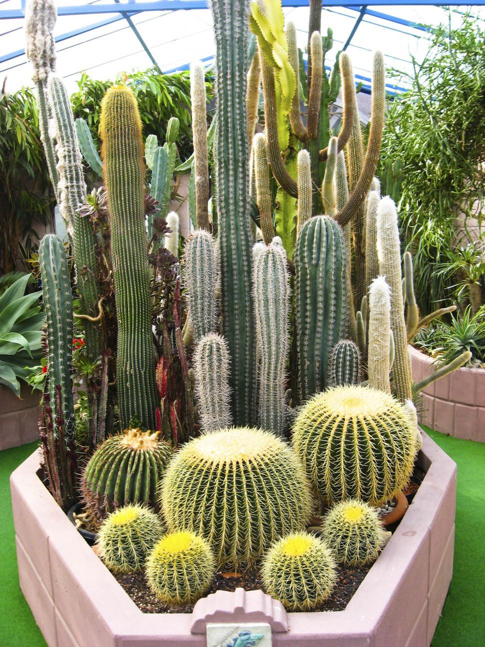 Free Image of Cactus planter 
