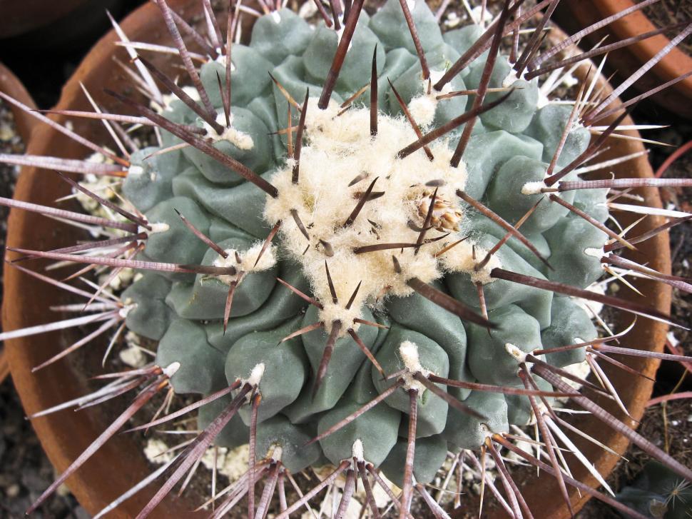 Free Image of Spines 
