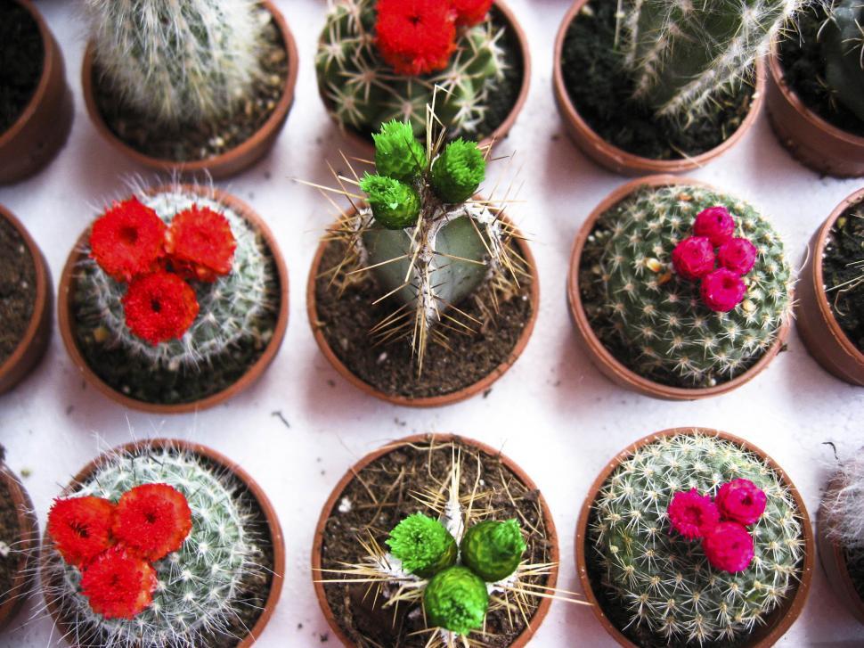 Free Image of Small cactus 