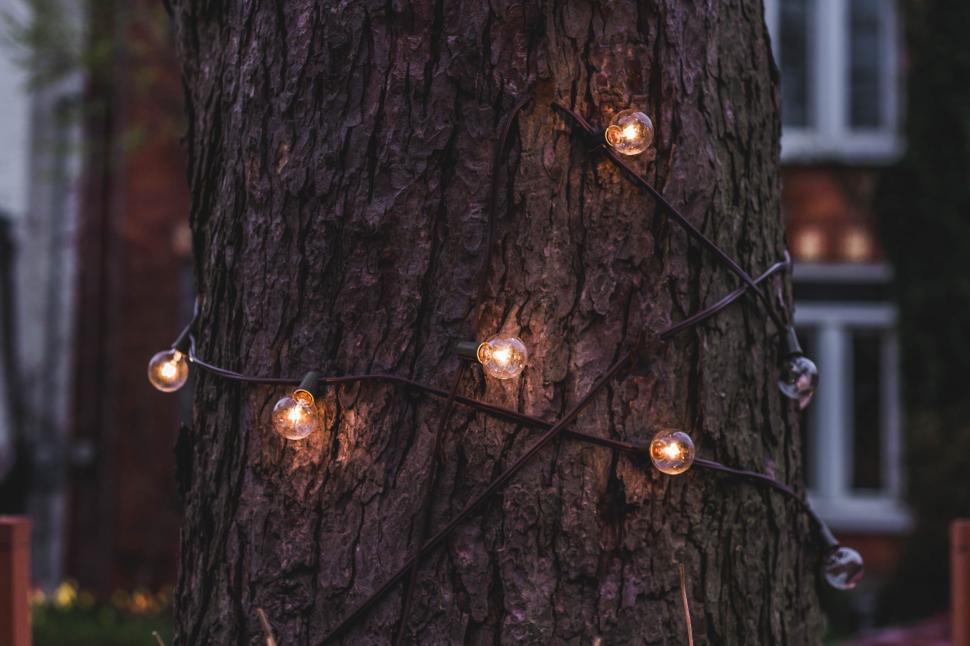 Free Image of Tree Adorned With Lights 