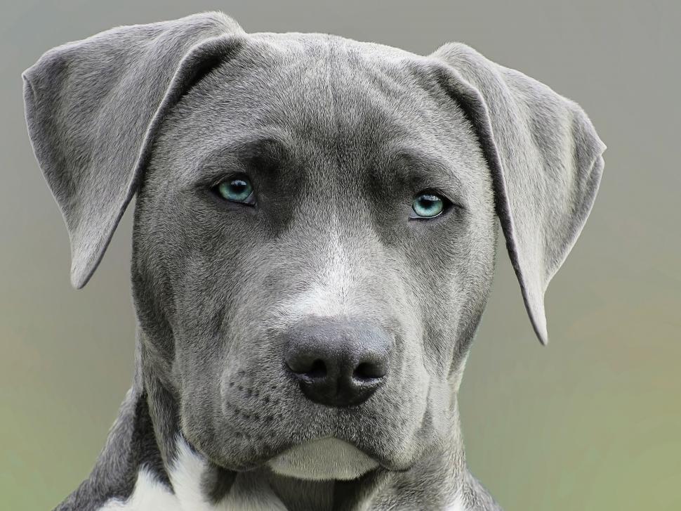 Free Image of A Black and White Photo of a Dog 