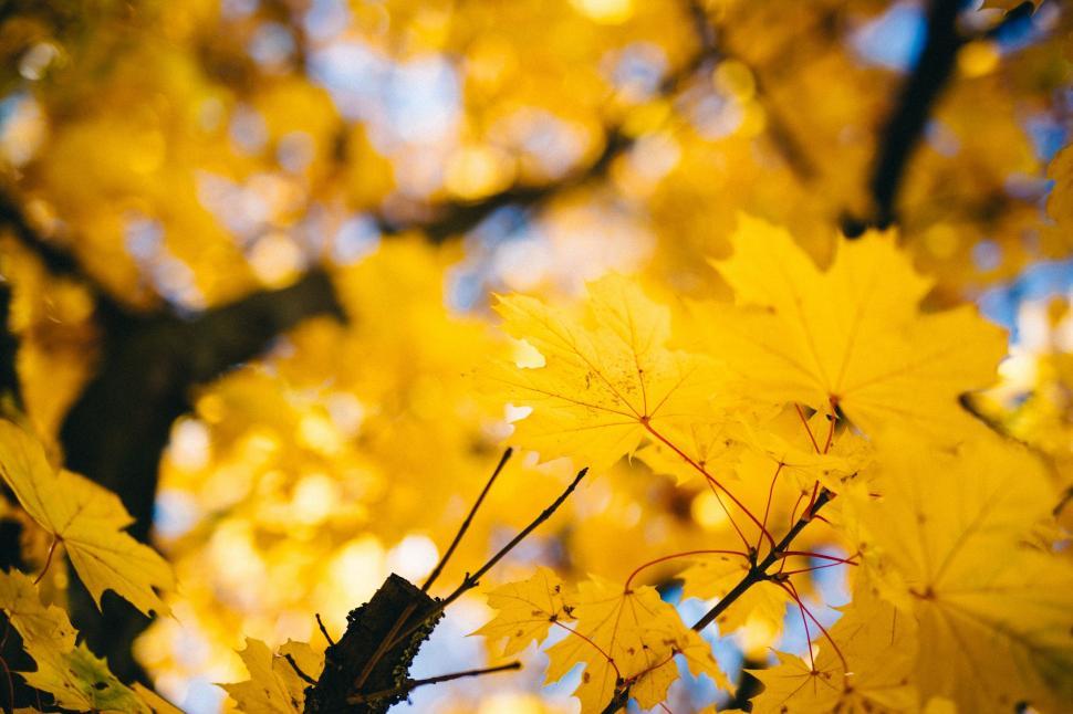 Free Image of Close Up of Tree With Yellow Leaves 