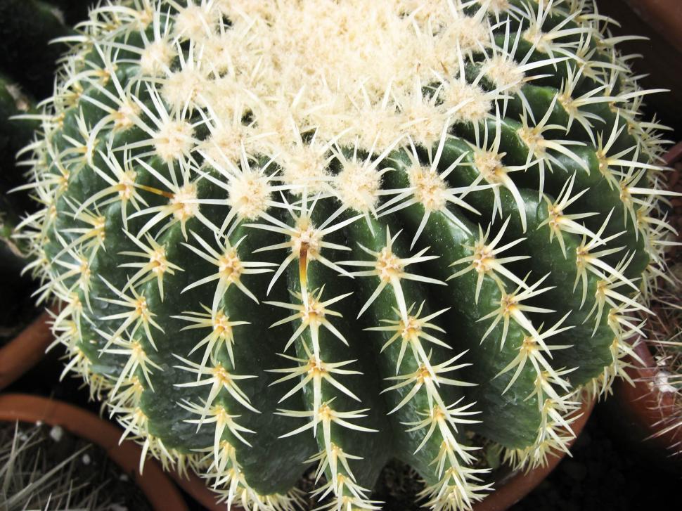 Free Image of Barrel cactus 