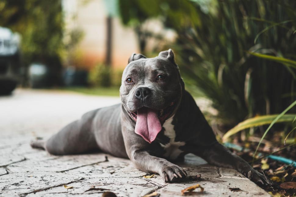 Free Image of Dog Laying on Ground With Tongue Out 