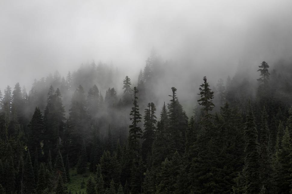 Free Image of Black and White Photo of a Forest 