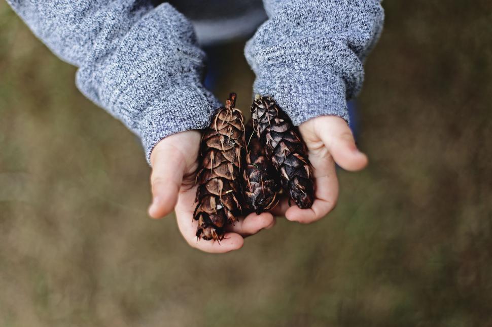 Free Image of Person Holding Three Pieces of Wood 