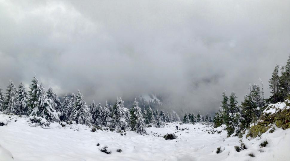 Free Image of Snow Covered Field With Trees in Background 