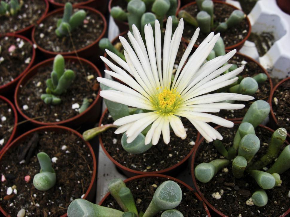 Free Image of Cactus bloom 