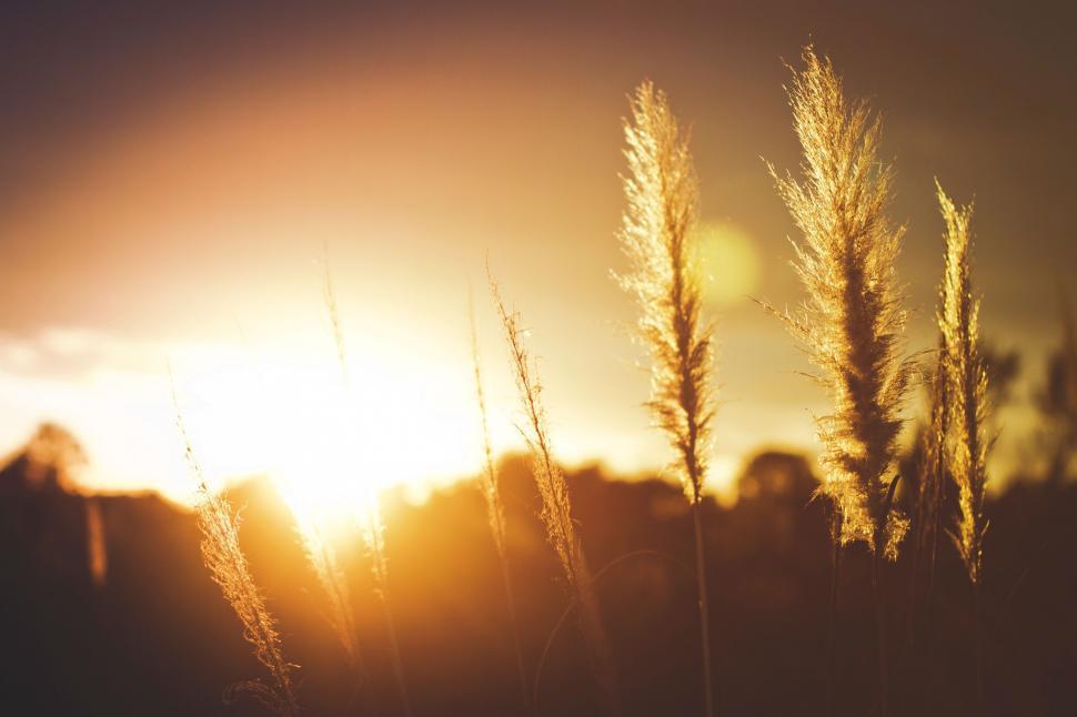Free Image of Sun Setting Behind Tall Grass 