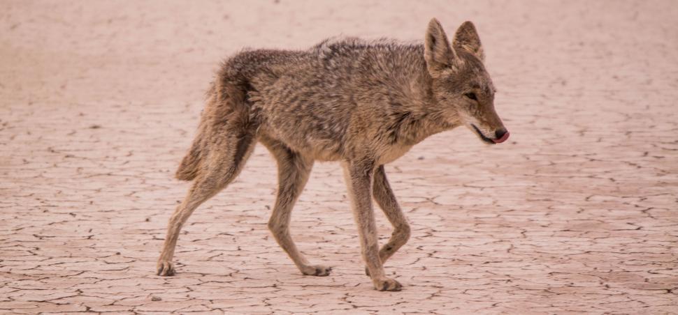Free Image of Small Animal Walking Across Dirt Field 