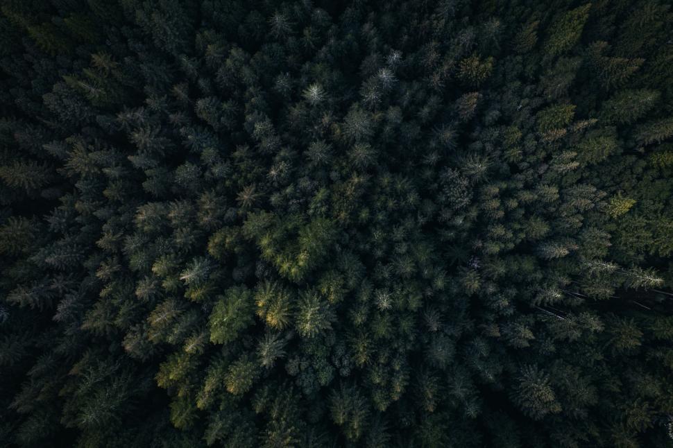 Free Image of Aerial View of Dense Forest Canopy 
