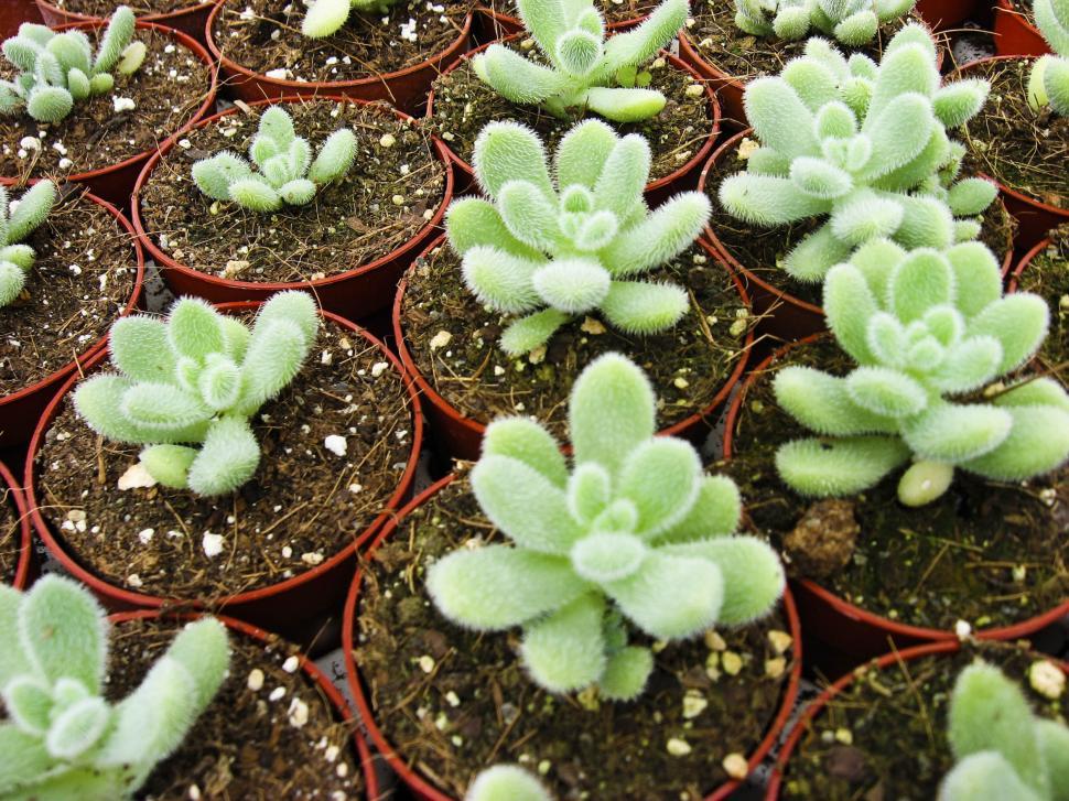 Free Image of Small euphorbia 
