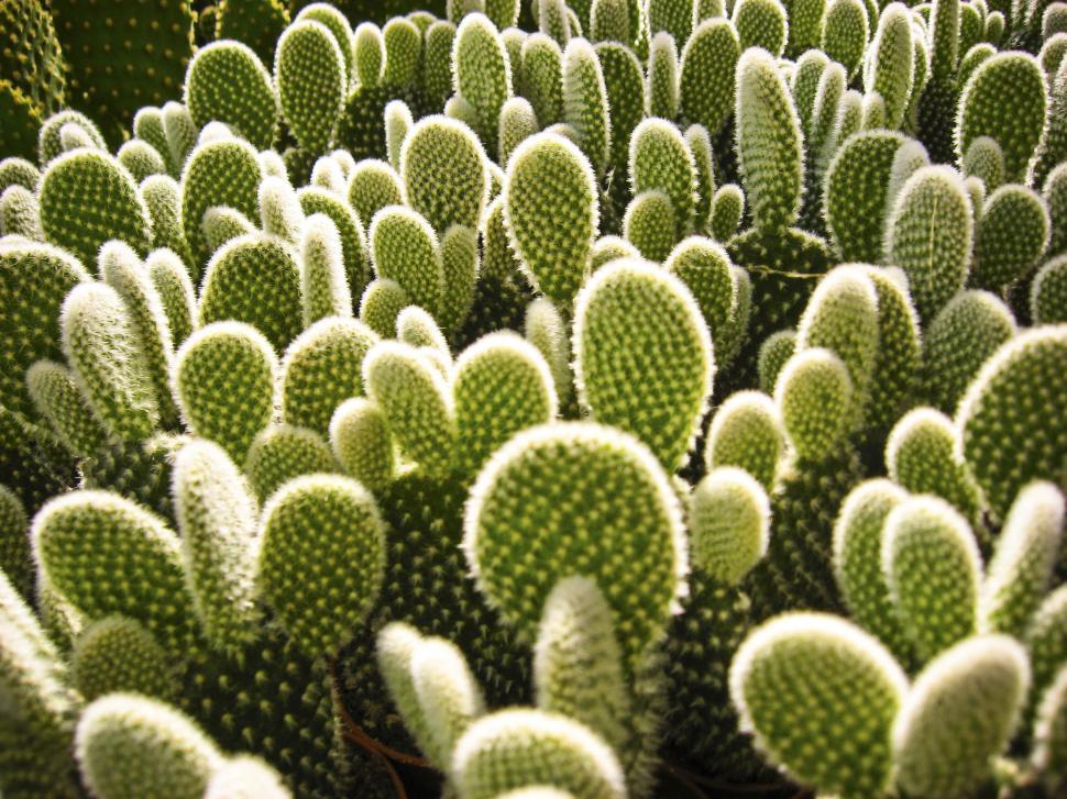 Free Image of Cactus pads 