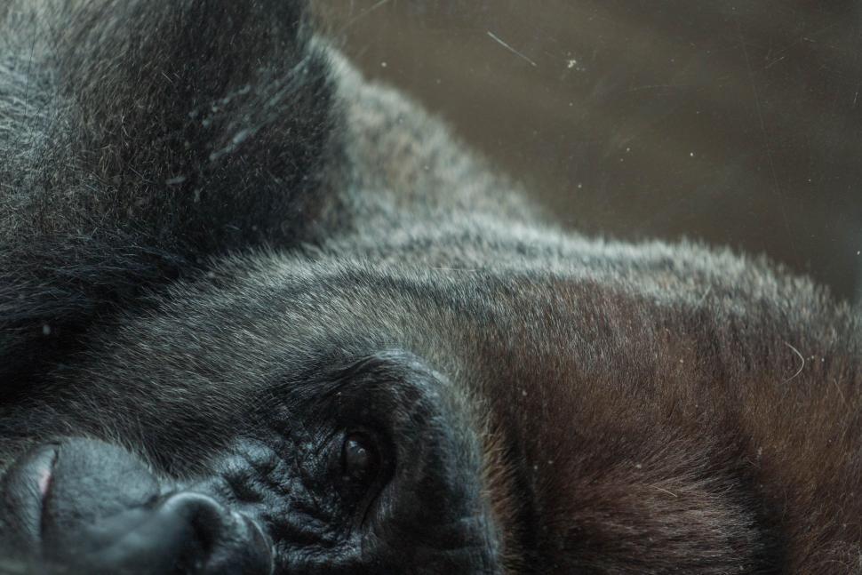 Free Image of A Sleeping Gorilla in Black and White 