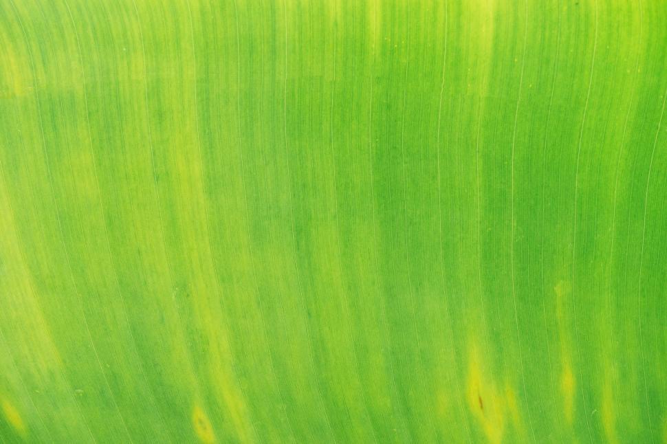 Free Image of Close Up View of a Green Leaf 