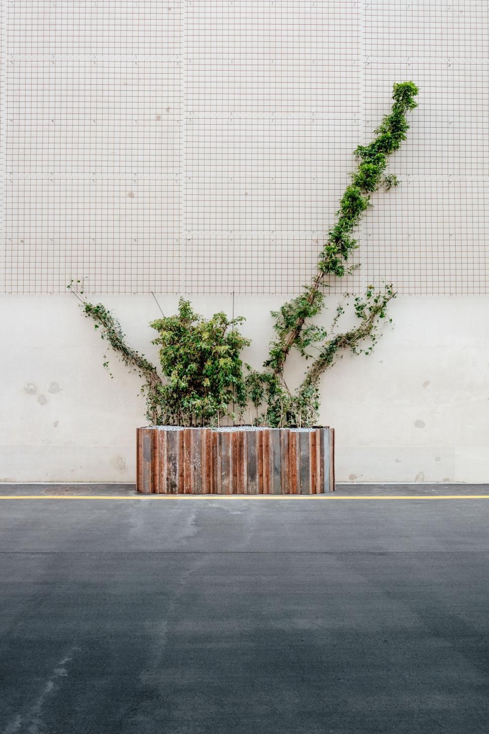 Free Image of Plant Growing Out of Container 
