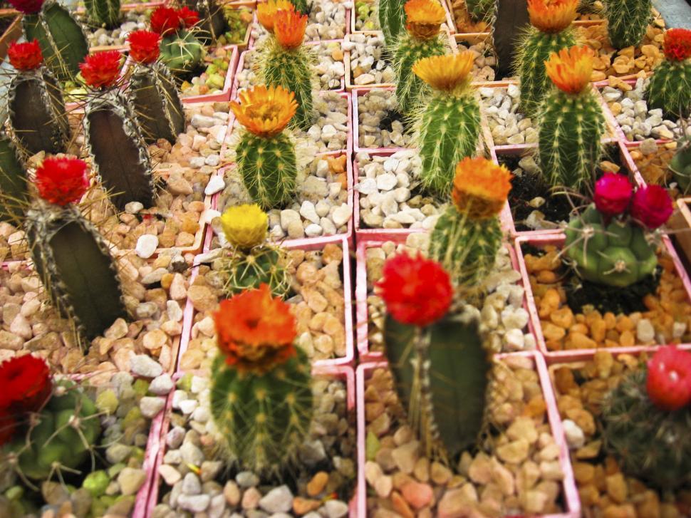 Free Image of Blooming cactus 