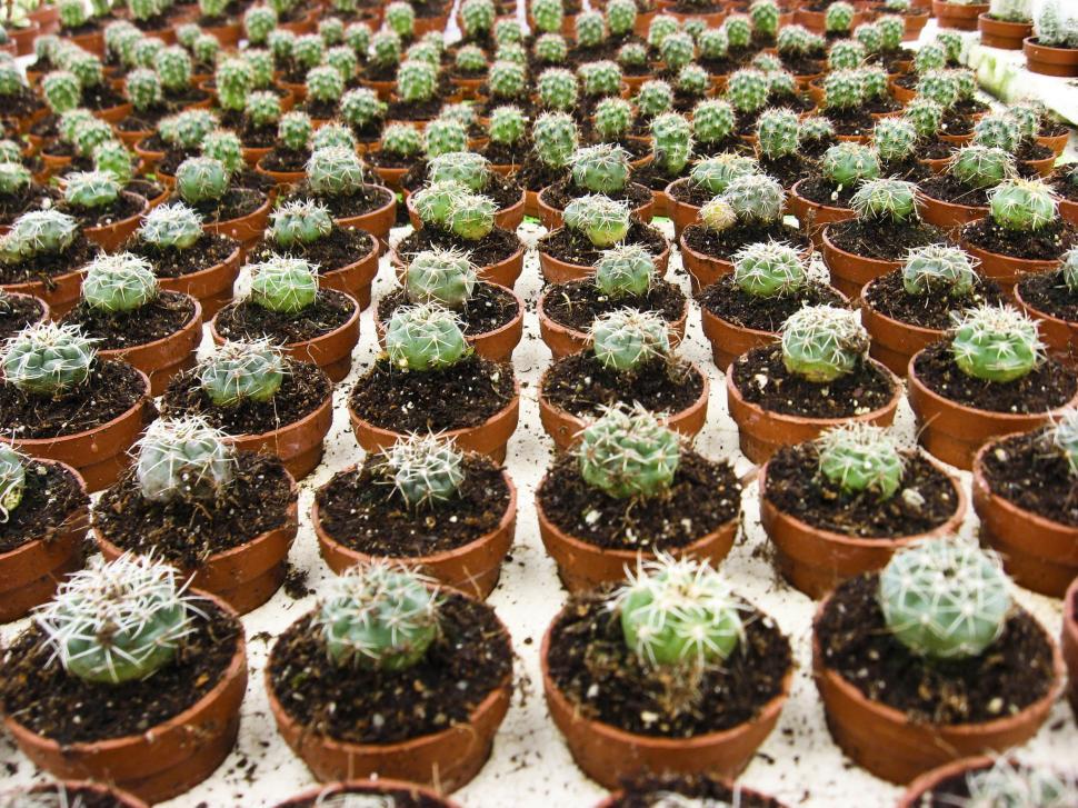 Free Image of Cactus farm 