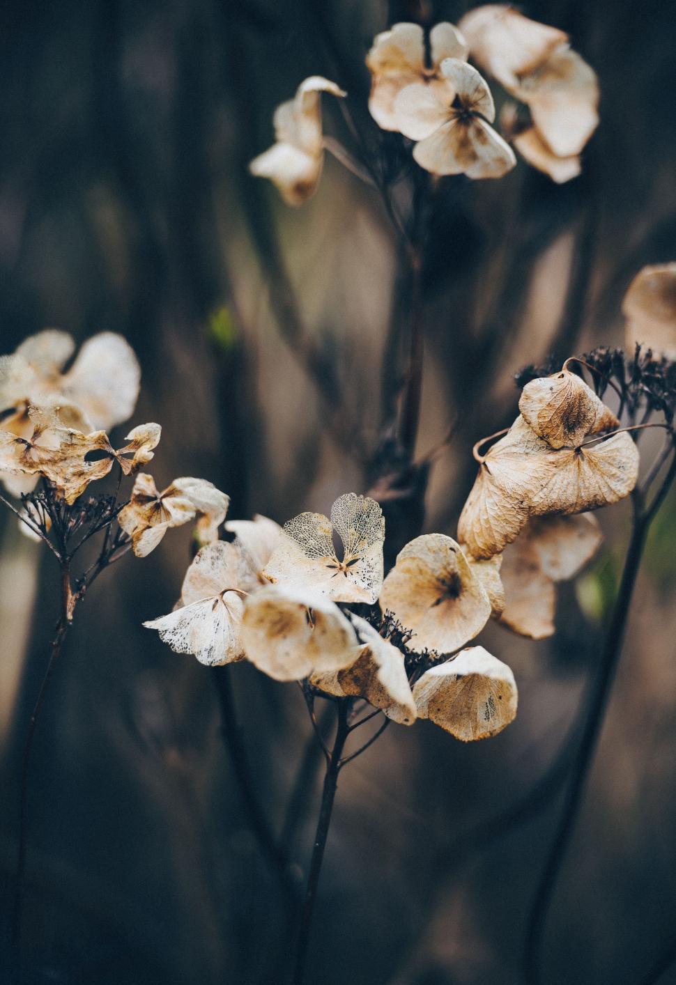 Free Image of Several Flowers Sprouting in Grass 