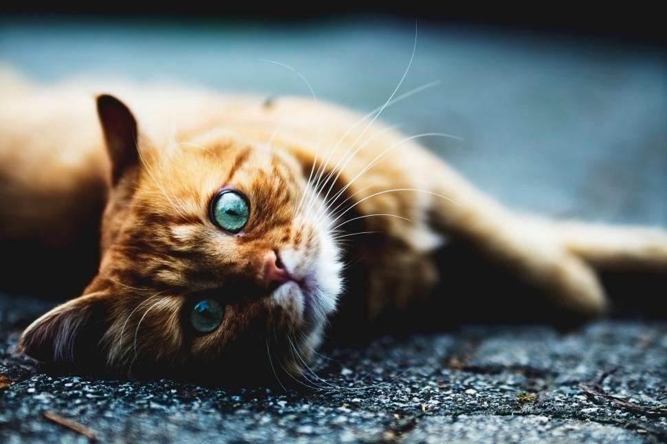 Free Image of Cat With Blue Eyes Laying on the Ground 