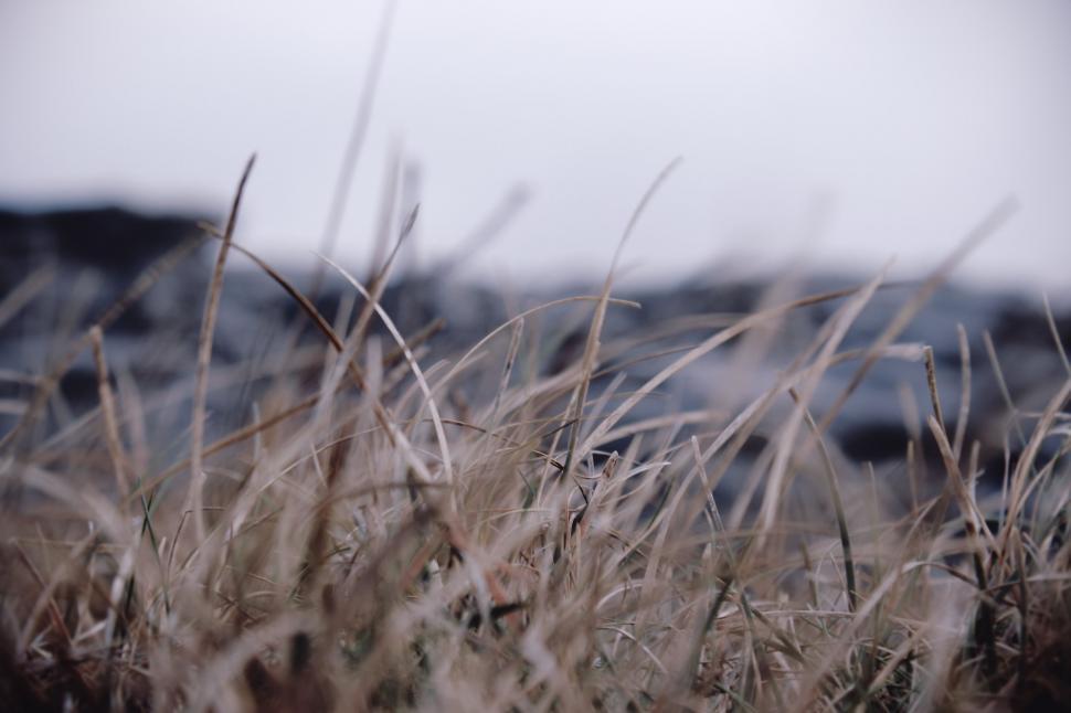 Free Image of Blurry Field of Tall Grass 