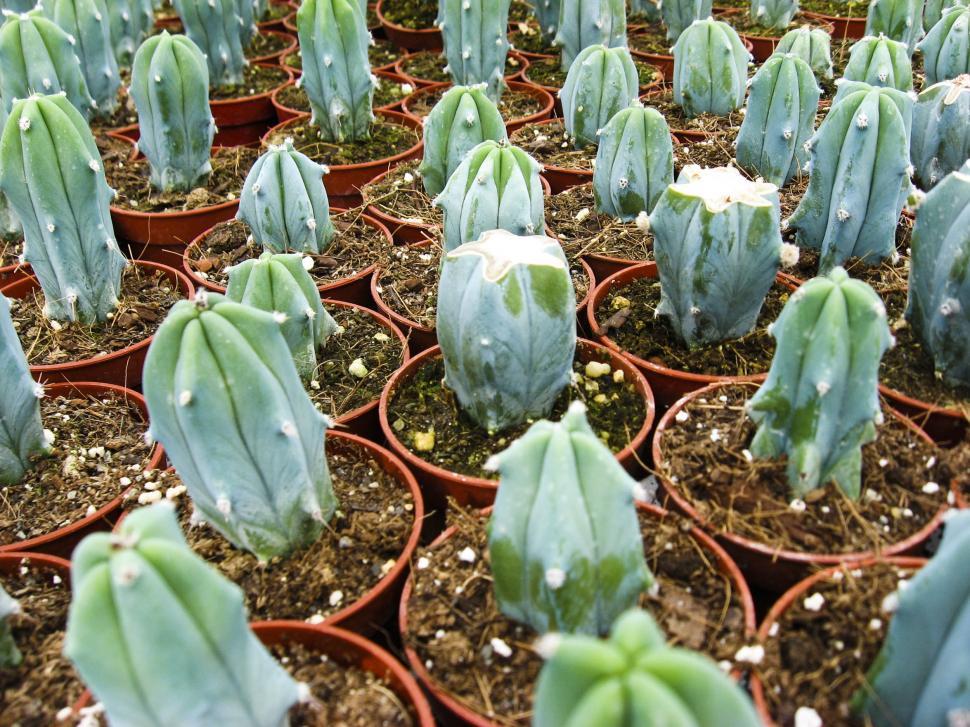 Free Image of Cactus starts 