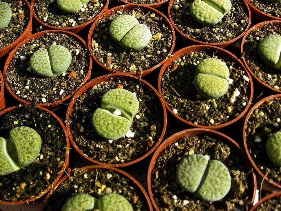 Free Image of Exotic euphorbia  