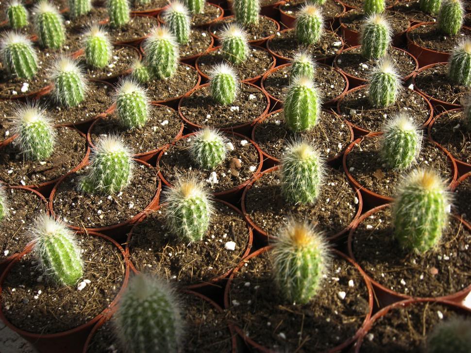 Free Image of Grid of cactus in pots 