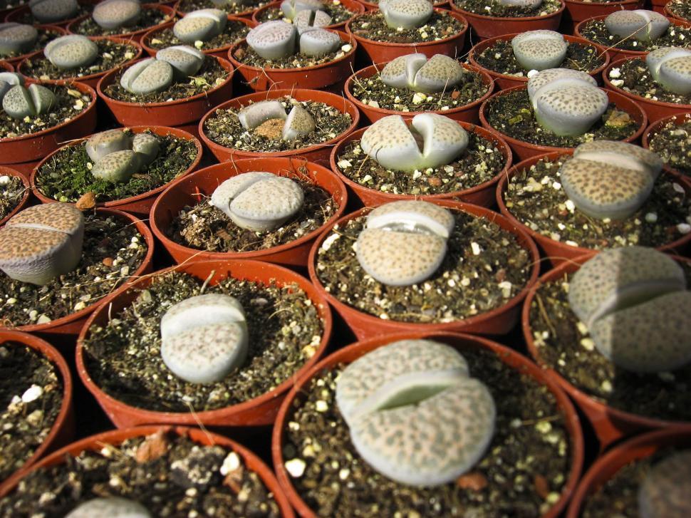 Free Image of Small post with small euphorbia 