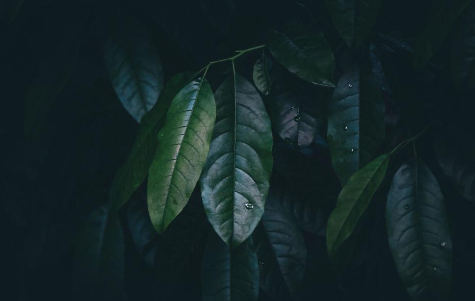Free Image of Lush Green Leafy Plant With Water Droplets 