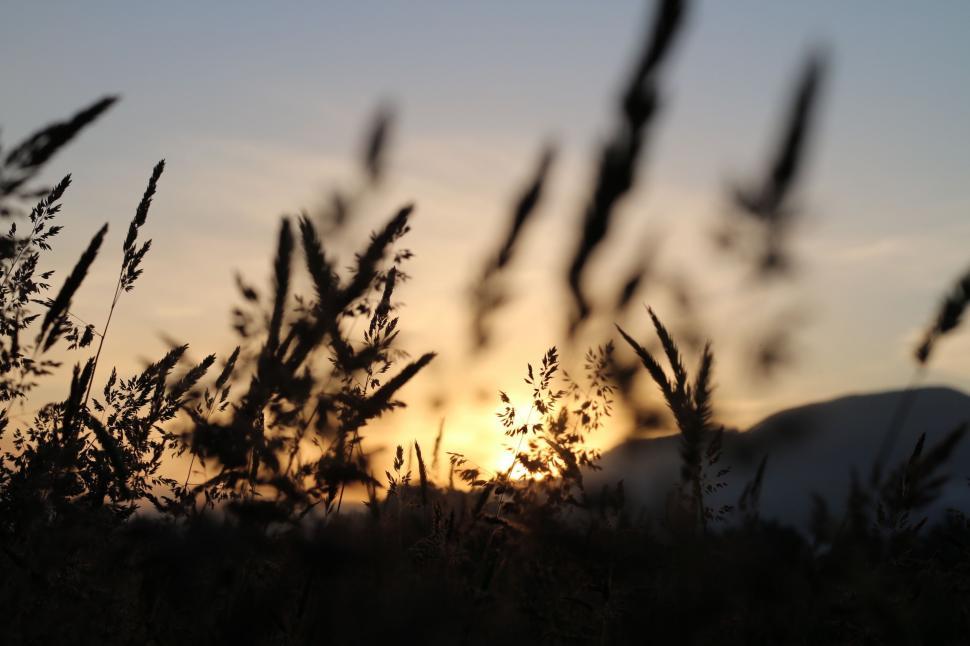 Free Image of Sun Setting Behind Tall Grass 