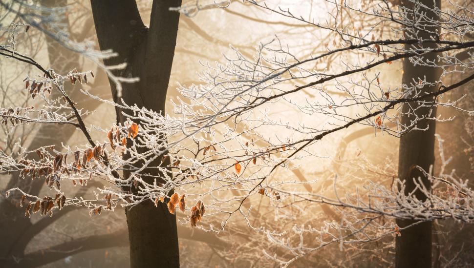 Free Image of Snow-Covered Trees in Winter 