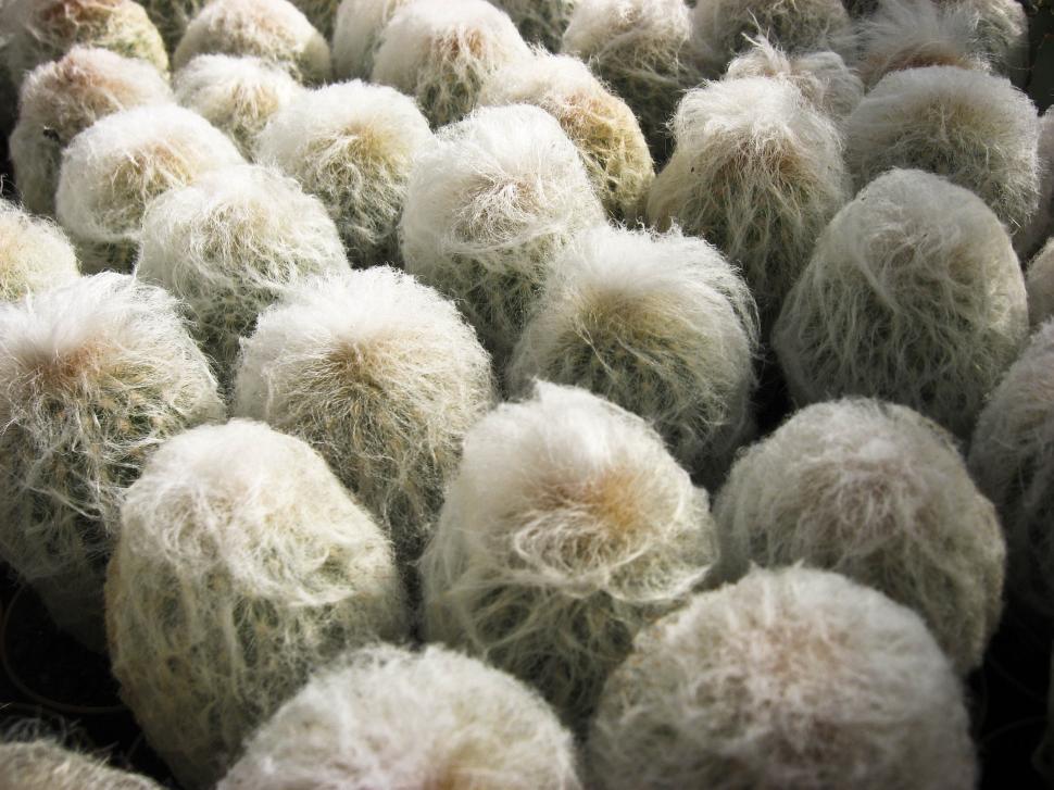 Free Image of cactuses 