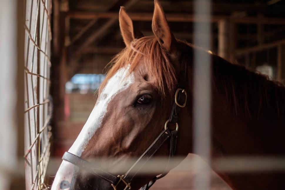 Free Image of Brown and White Horse Standing Next to a Fence 