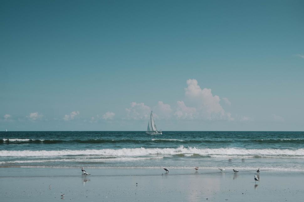 Free Image of Group of Birds Standing on Beach by Ocean 