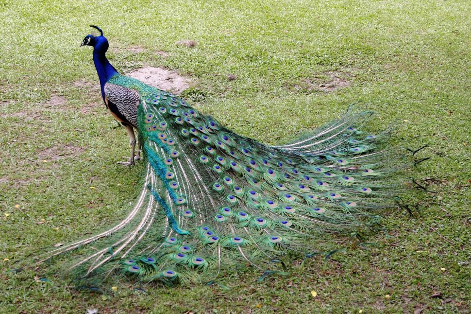 Free Image of Peacock Standing on Top of Lush Green Field 