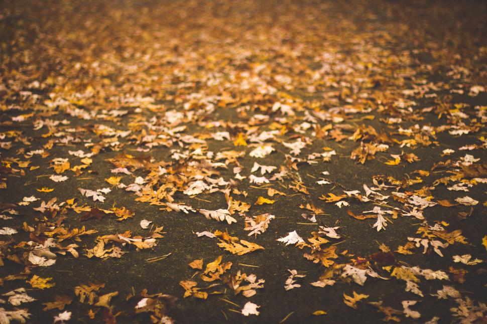 Free Image of Pile of Fallen Leaves on the Ground 